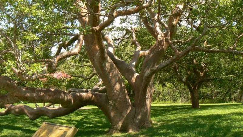 Árboles viejos son esenciales en el equilibrio ecológico - VeoVerde