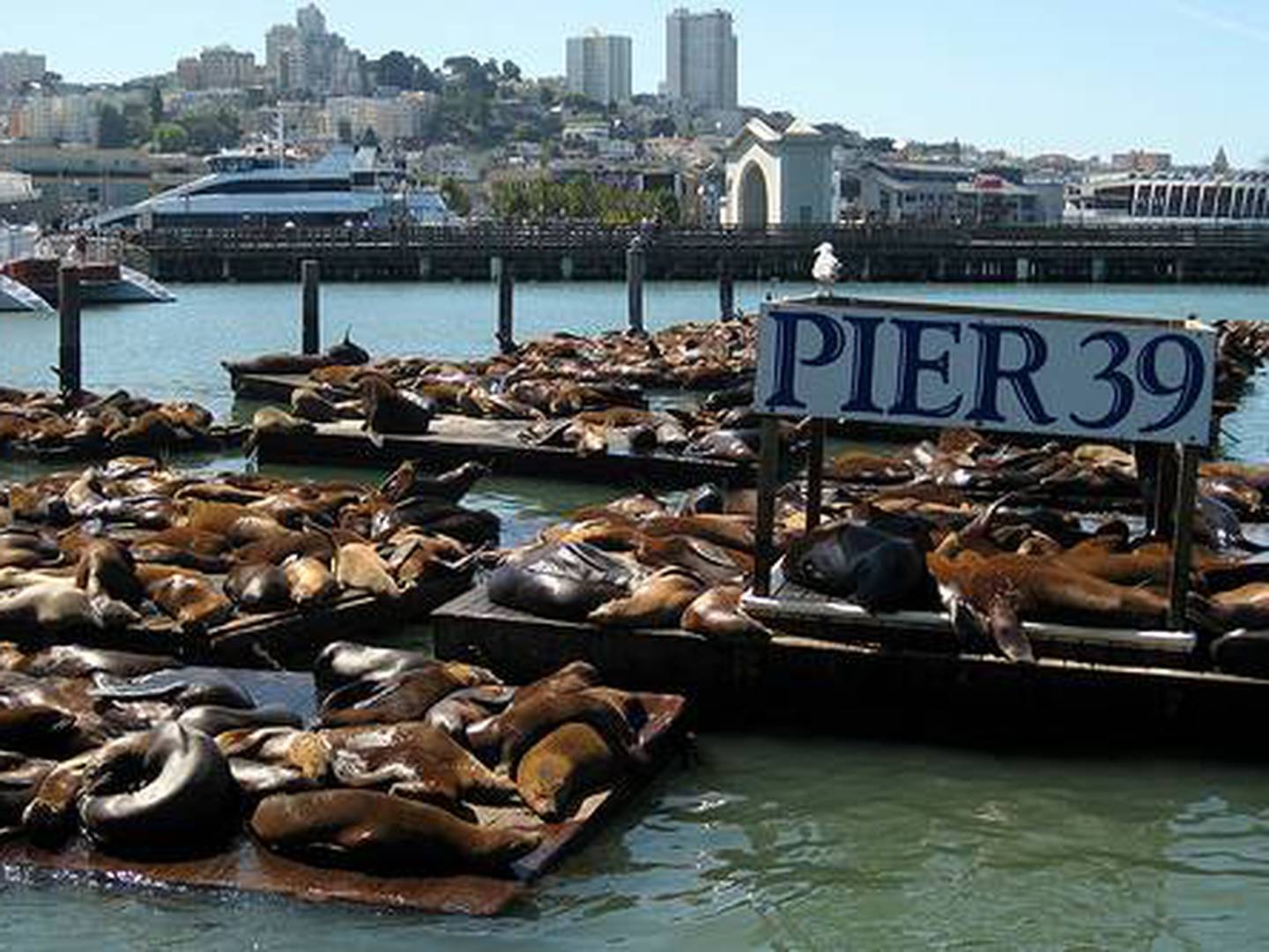 Aparecieron los leones marinos del Pier 39 en San Francisco - VeoVerde