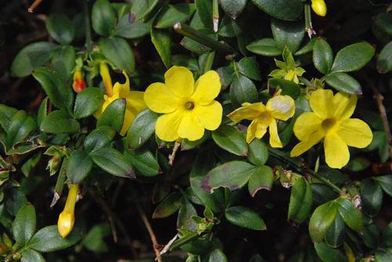 Flor de invierno: Jazmín amarillo - VeoVerde