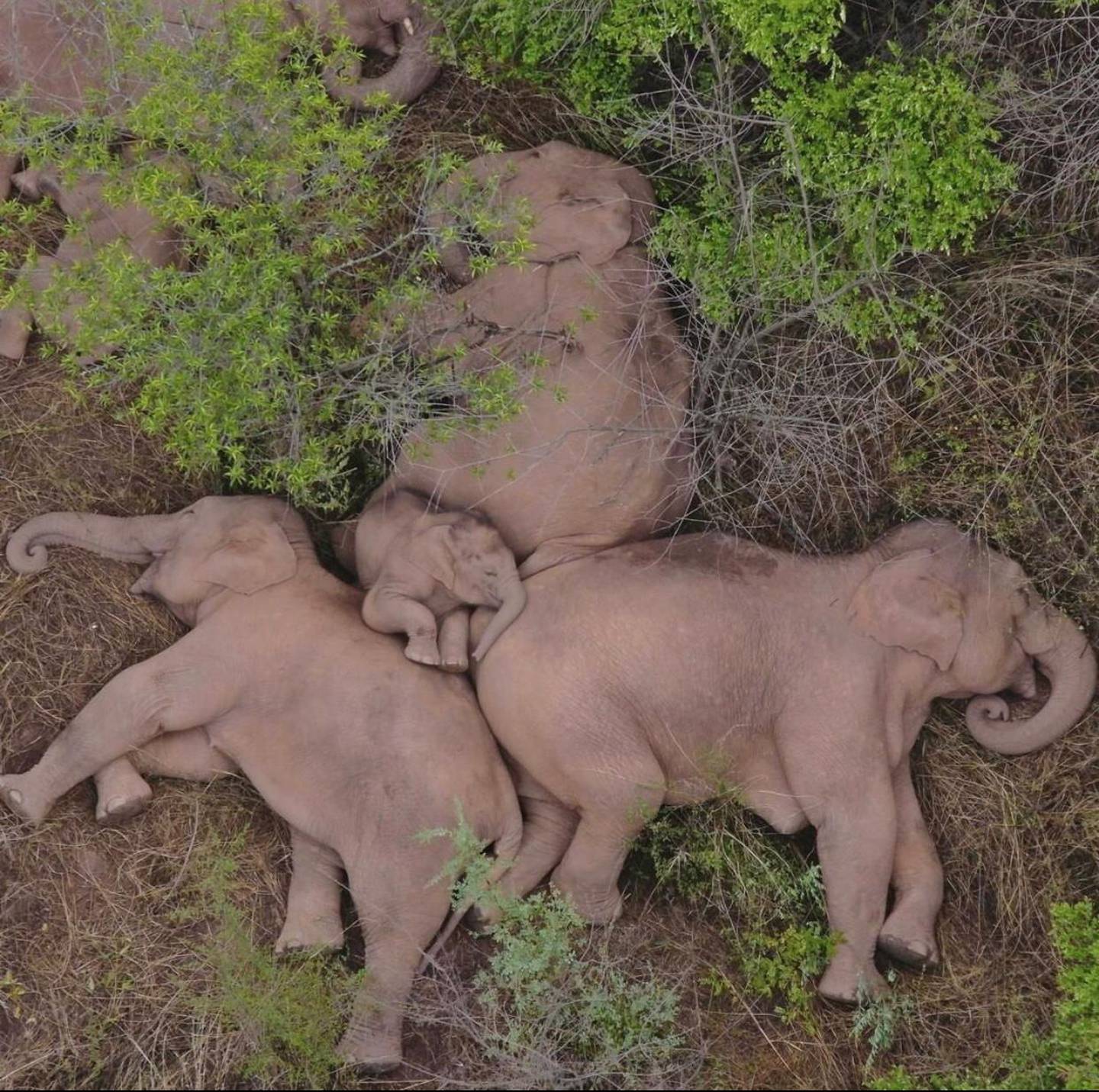 Conmovedor Una Manada De Elefantes Descansan Juntos