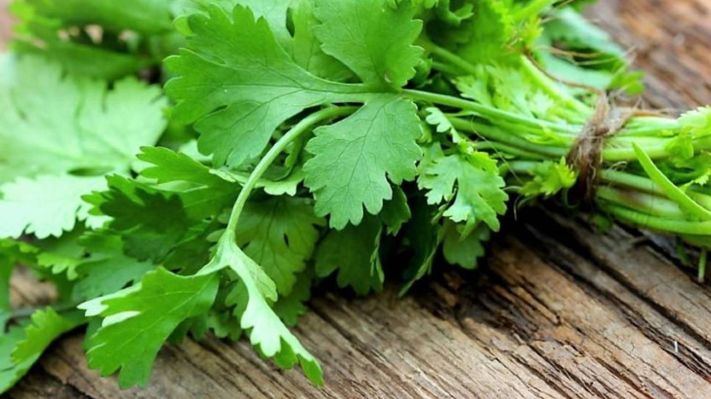 El Cilantro Es Una Hierba Aromática De Crecimiento Anual