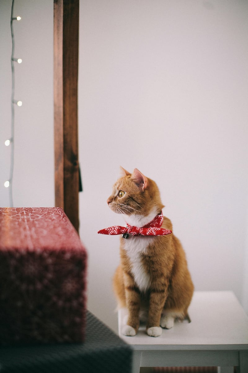 Gatito con traje navideño