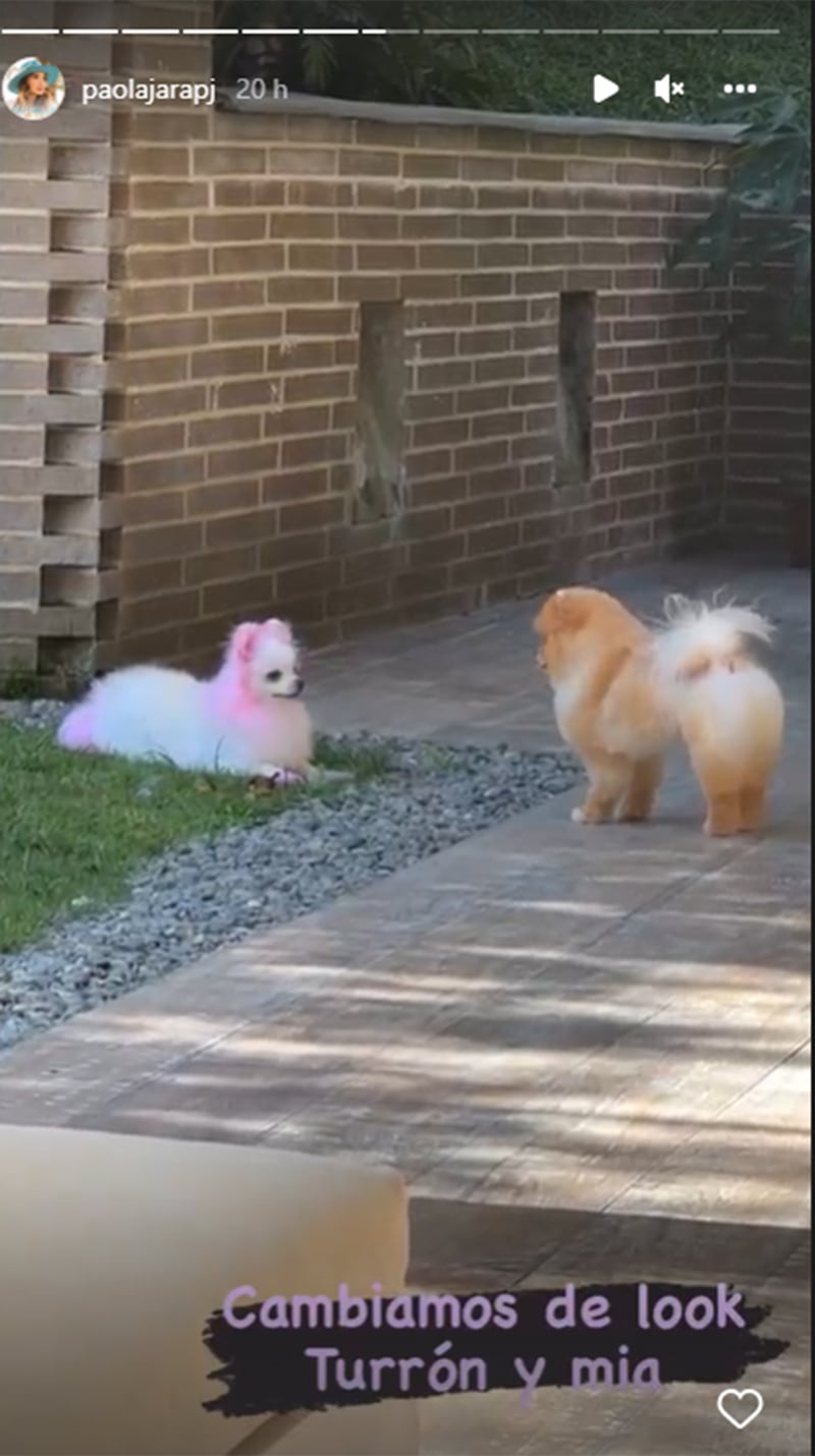 Paola Jara es criticada por teñir el cabello de su mascota.