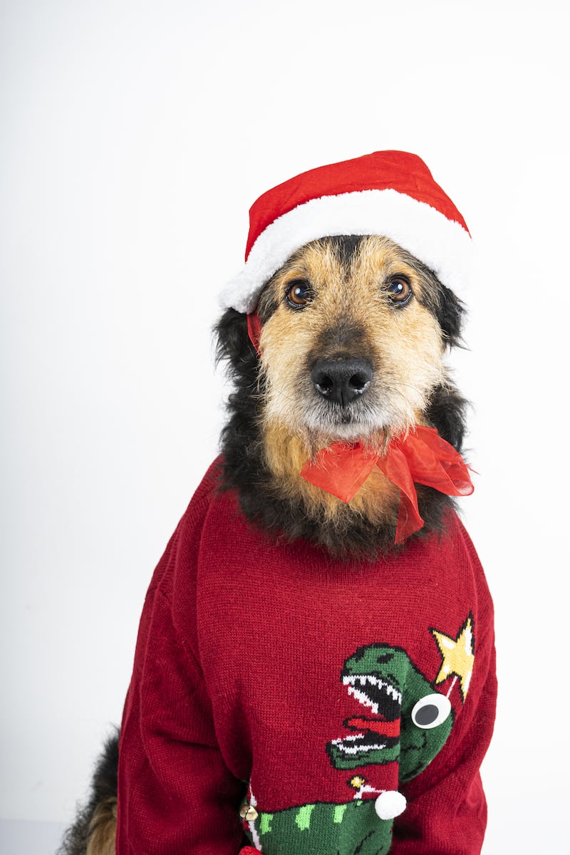 Perrito con suéter navideño