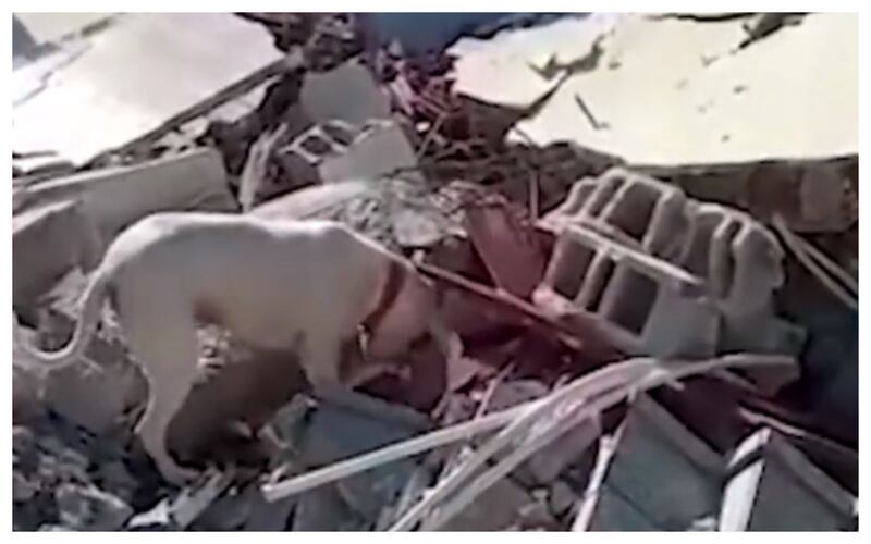 Perrito busca a su dueño entre los escombros