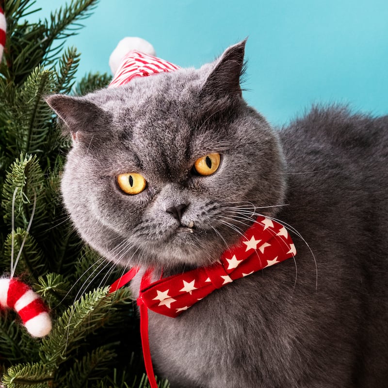 Mascota con accesorios navideños