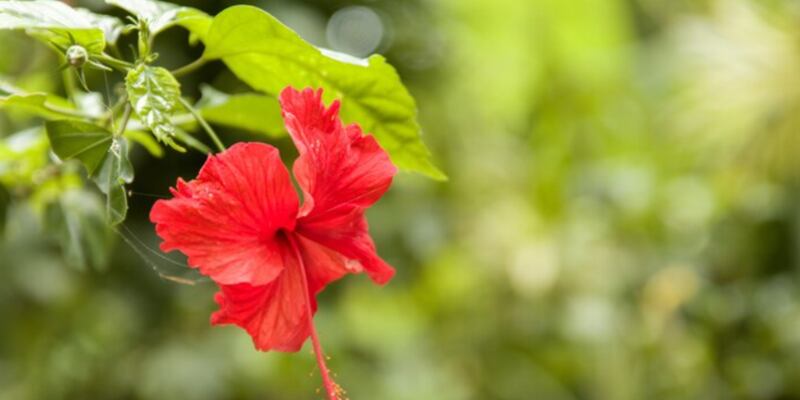 Flor de cayena