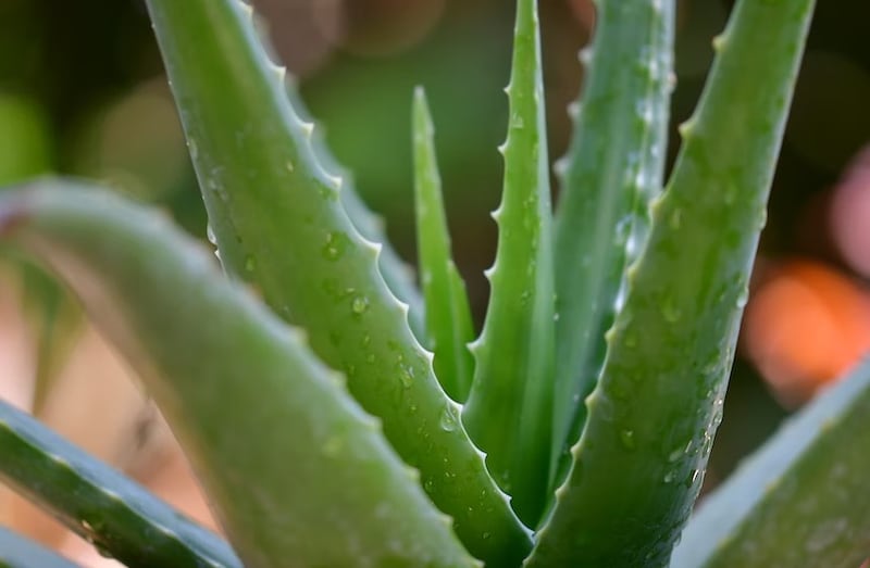 Puedes aplicar mascarillas de aloe vera