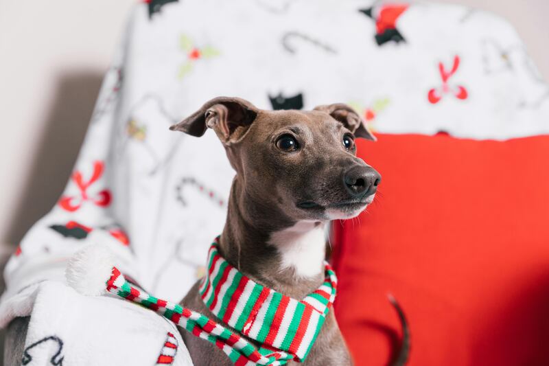 Mascota con accesorios navideños