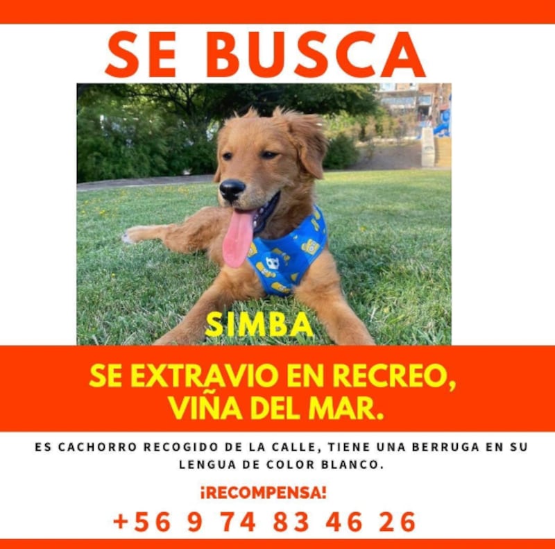 Se extravió mascota de Maura Rivera